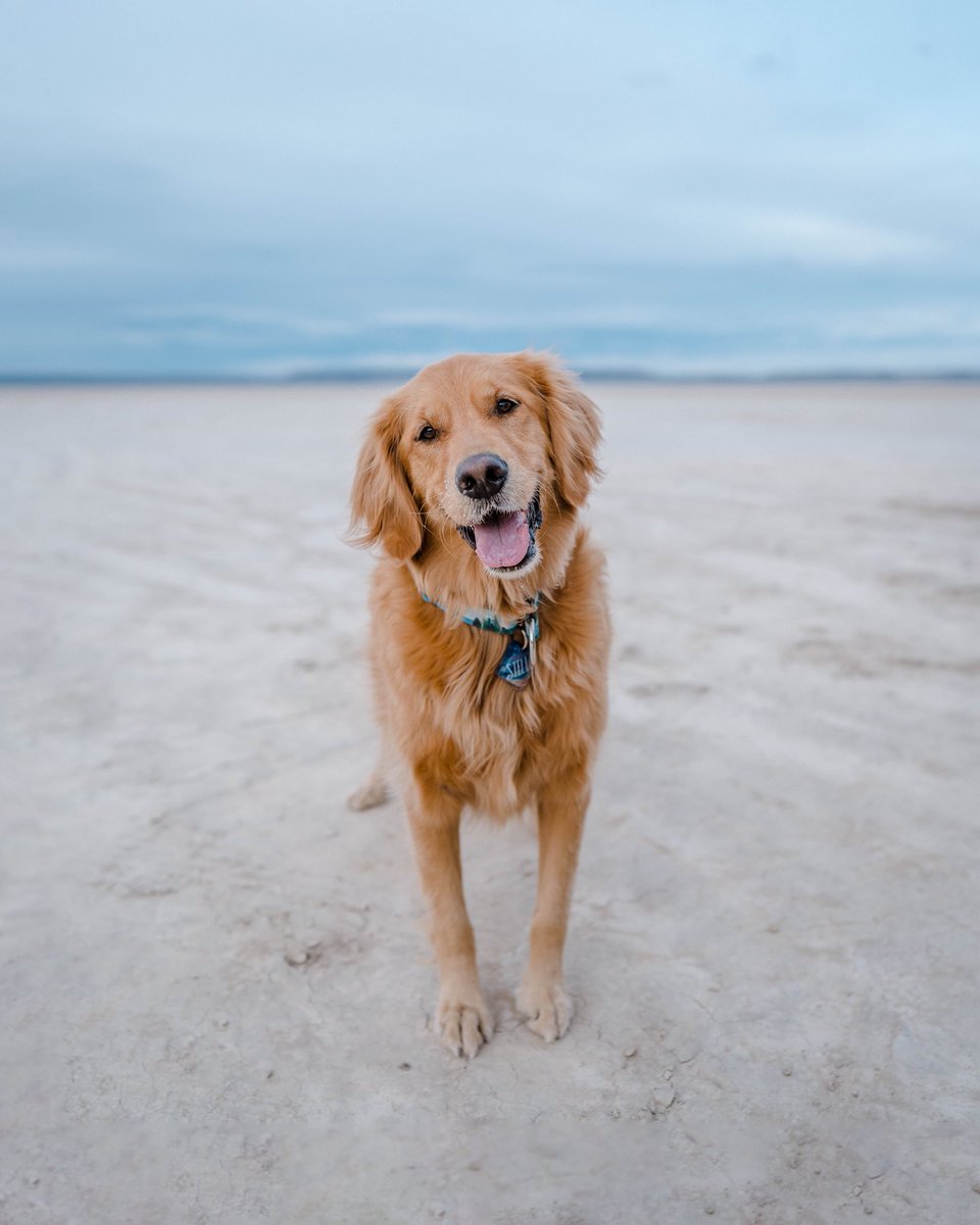 Happy Monday from Stella! Here’s a pic from our Alvord Desert camping trip ⛺️ 

#dogsoftwitter #twitterdogcommunity