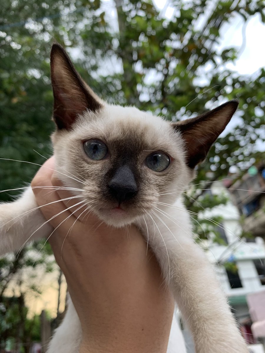 usethef0rkluke's tweet photo. Bishop come home please 🙏🥺😭

for any of my moots in Las Piñas, Primrose street, Talon Kuatro specifically. 

this is Bishop
he’s 4 months old
last seen near out sari-sari store last night.

if anyone sees him please let me know.
#missingcat #siamesecat #laspinas #lookingforph https://t.co/zpspfVMEdd