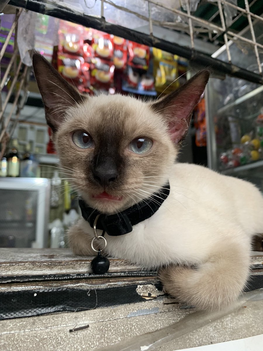 usethef0rkluke's tweet photo. Bishop come home please 🙏🥺😭

for any of my moots in Las Piñas, Primrose street, Talon Kuatro specifically. 

this is Bishop
he’s 4 months old
last seen near out sari-sari store last night.

if anyone sees him please let me know.
#missingcat #siamesecat #laspinas #lookingforph https://t.co/zpspfVMEdd
