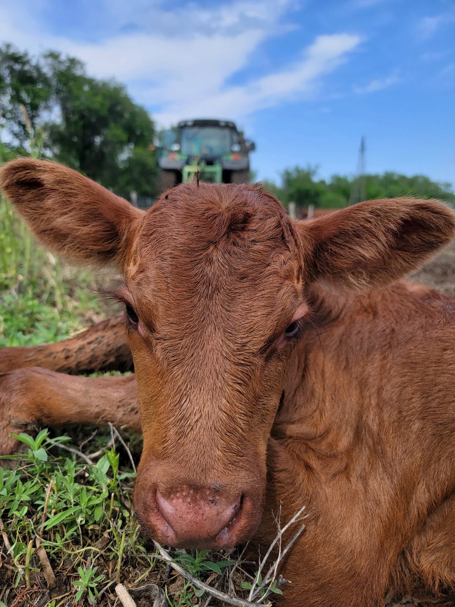 Even the cows think it's hot out! #redangus #cattlemen #cows
