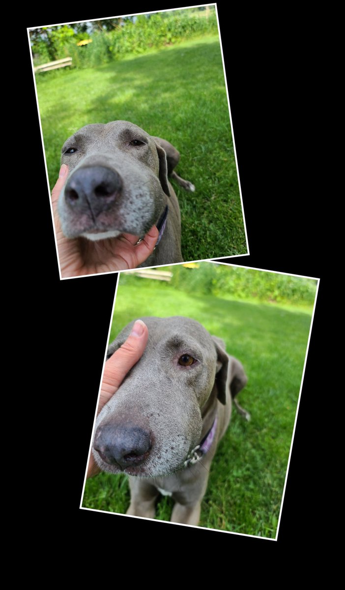 This poor bub likes to chase bees.  As you can see, one finally fought back!  😯 #doggy #dogs #bees