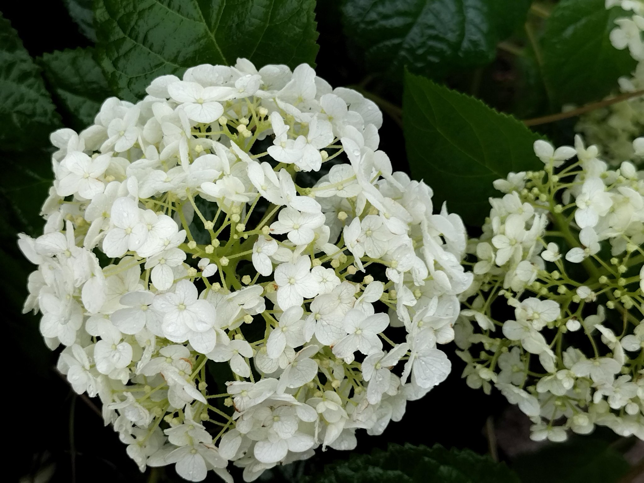 春陽 花散歩 花咲く街角 四季の花 Saison 紫陽花の季節 八仙 中国名 雪山八仙 アメリカノリノキ 亜米利加糊木 花言葉 ひたむきな愛 T Co Jjeg3movcp Twitter