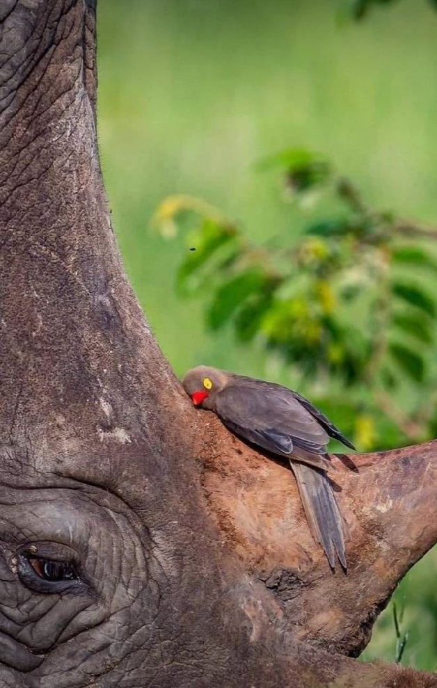 🌴Nature's Peace🌴 (@adam50587016) on Twitter photo 