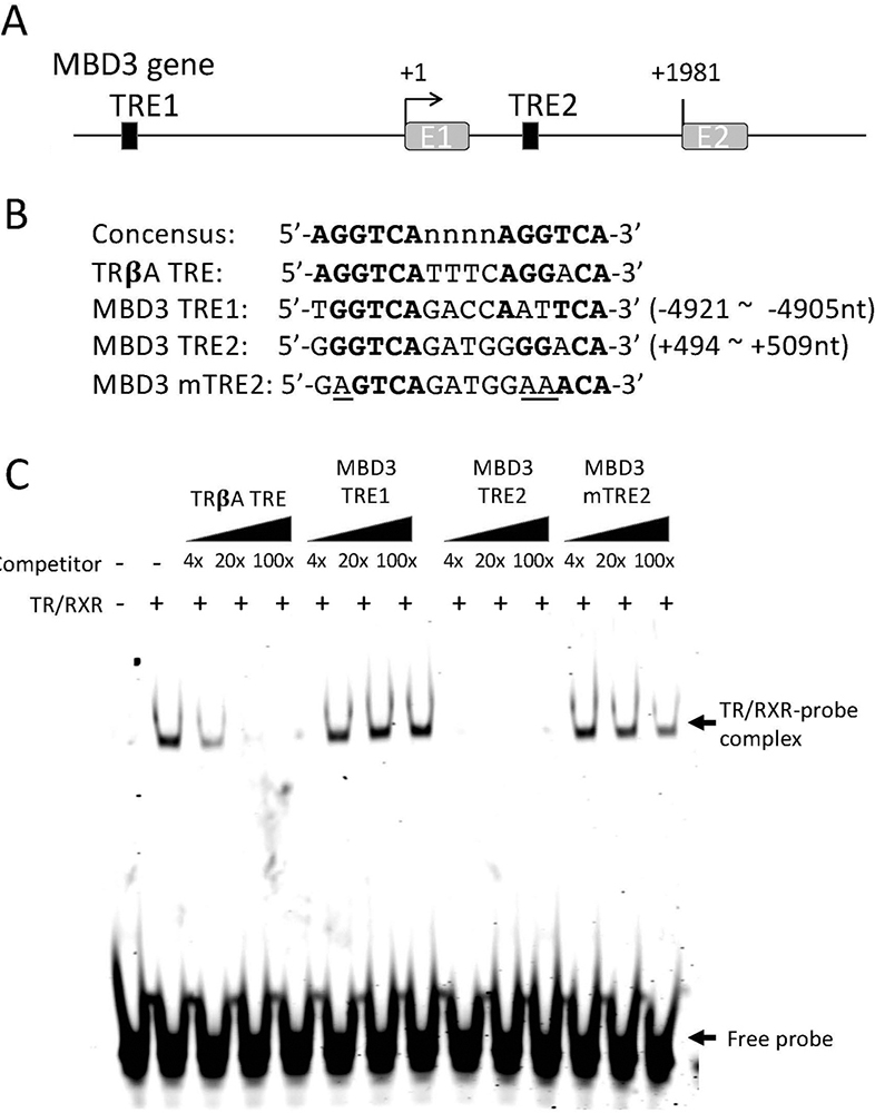 Landmark_IMR's tweet photo. Welcome to read🧐Thyroid hormone activates Xenopus MBD3 gene via an intronic TRE in vivo, by Yun-Bo Shi et al from @NIH
https://t.co/KYgOZhlDXw
#T3 #thyroid #MBD3 #metamorphosis https://t.co/aHfFijvGpl