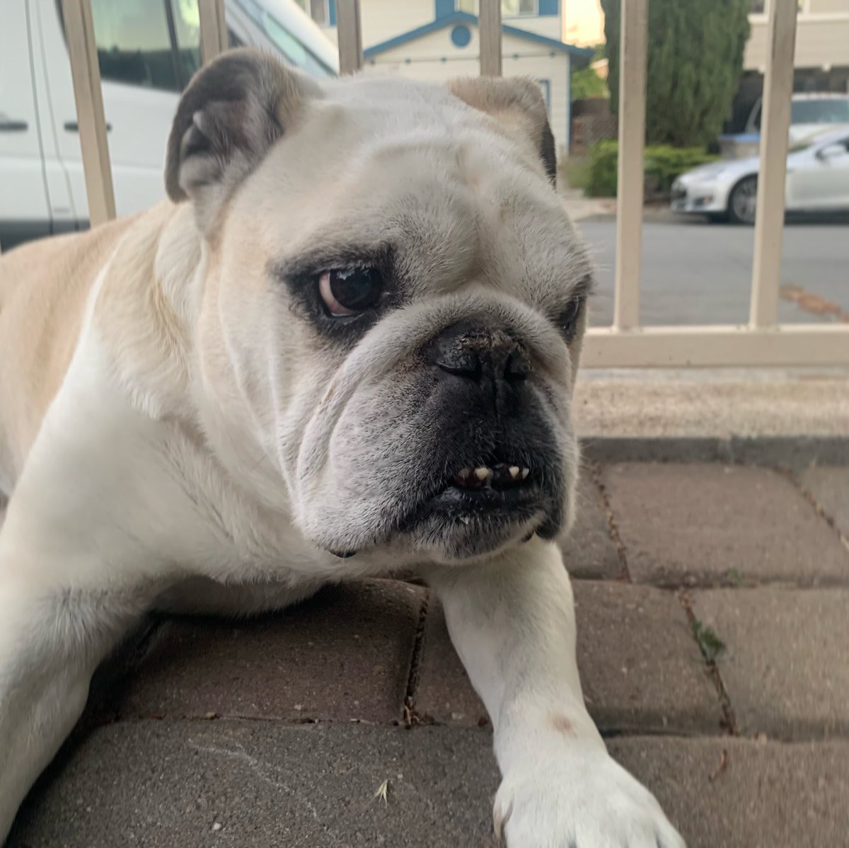 Bulldog_Kiba's tweet photo. I may look nice but every time someone walks by I bark at them - have to keep up the guard dog persona, even at my old age (10 years old)! (https://t.co/y7VDzgW5F2) https://t.co/ue64quZTJm