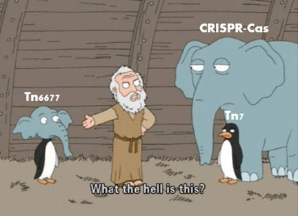 CrisprMemes's tweet image. stellar meme courtesy of @IngaTrails, and a merry #CRISPR2022 to those attending!!