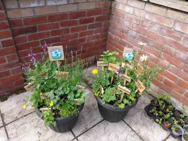 Denbighinbloom's tweet photo. #Volunteer ,and wildflower expert Lorna, kindly put some wildflower pots together for us to use during this years #Urdd on the @NorthWalesPCC stand. We have been fortunate to gain funding once again this year from #YCYC 
#Denbigh #Dinbych @EisteddfodUrdd https://t.co/WNefdTTHjZ
