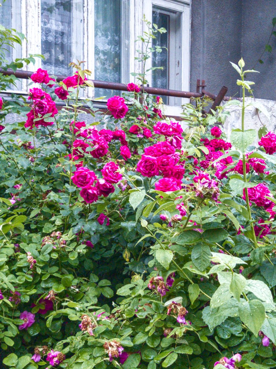 Nikita_Yaskin's tweet image. #Flowers #redminote8t #googlecamera