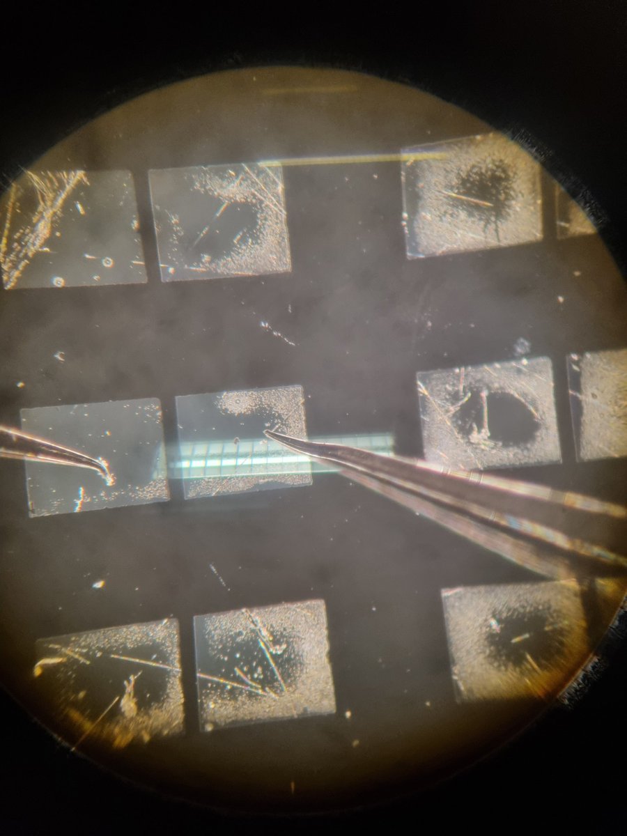 A "spartan" TFTs (thin-film-transistor) below optical microscope. This during the second CHARISMA's workshop.