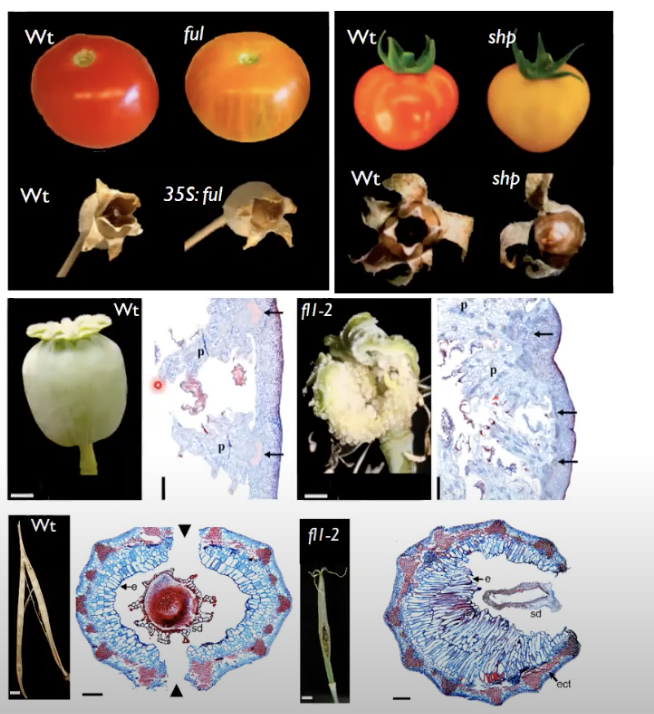 Natalia Pabón-Mora <a href="/NataliaPabonMo1/">Natalia Pabon Mora 🇨🇴🌿🌷</a> <a href="/UdeA/">Universidad de Antioquia</a> will delight us with their fruitful work on plant development and organ identity #2022SDB #EvoDevo2022