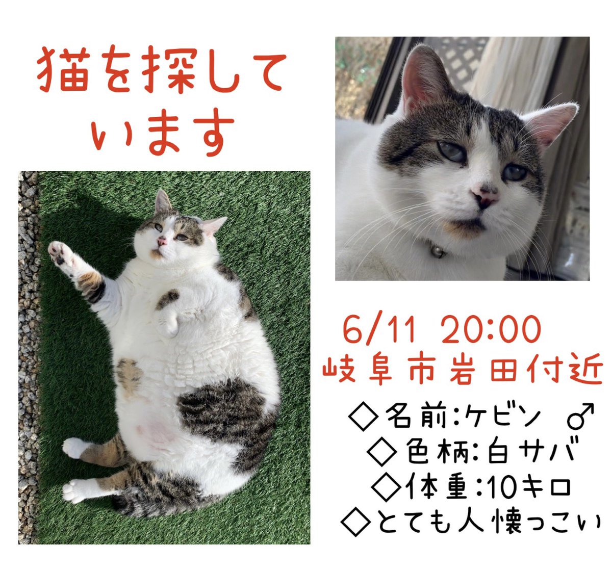 タグ デブ猫 の注目ツイート メガとんトラック