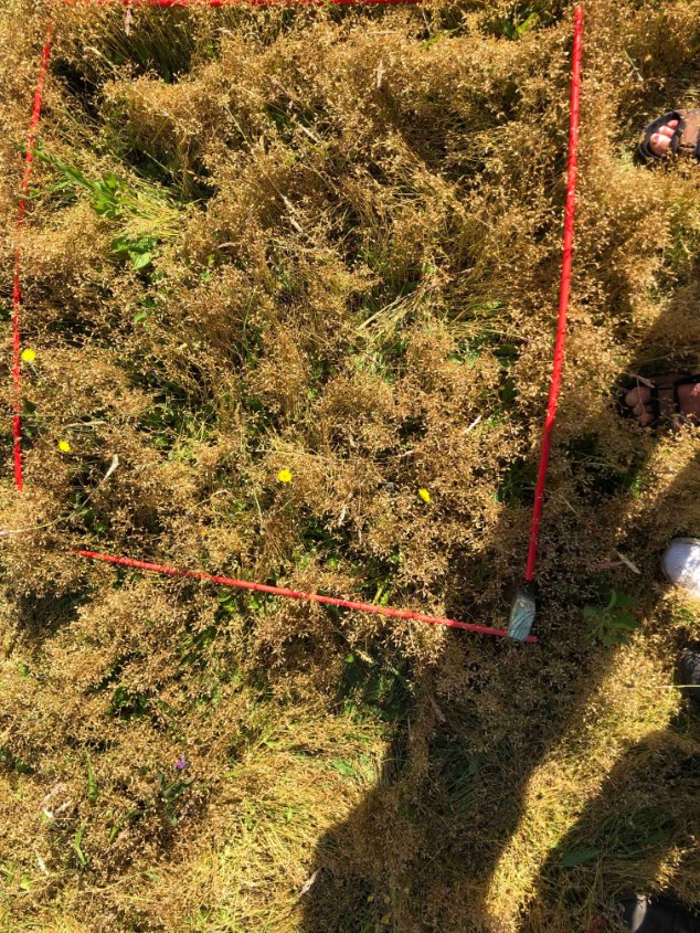 DisturbanceEco1's tweet image. We are busy like Bee, our lab started peak harvesting this week and will continue for the next several weeks #NutNet #DroughtNet #SusAlps #CoverEstimation
thanks to all students and helping hands.......