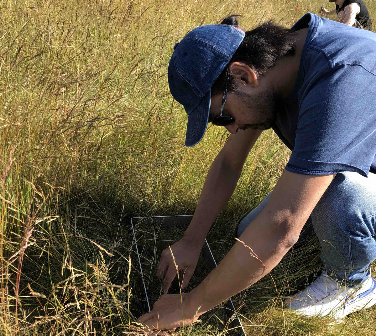 DisturbanceEco1's tweet image. We are busy like Bee, our lab started peak harvesting this week and will continue for the next several weeks #NutNet #DroughtNet #SusAlps #CoverEstimation
thanks to all students and helping hands.......
