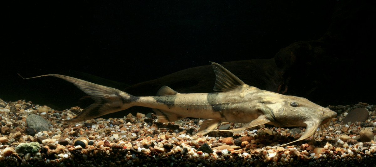 Ever wondered how species are assessed and classified as Endangered or Critically Endangered for the <a href="/IUCNRedList/">IUCN Red List</a>? 

Well, assessors such as <a href="/CatherineASayer/">Catherine Sayer</a> go through a thorough process. We caught up with Catherine to learn more 👇👇

shoalconservation.org/assessing-exti… #EndangeredSpecies