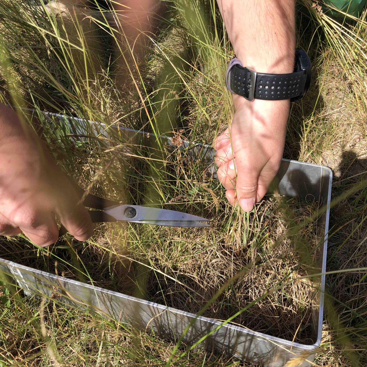 DisturbanceEco1's tweet image. We are busy like Bee, our lab started peak harvesting this week and will continue for the next several weeks #NutNet #DroughtNet #SusAlps #CoverEstimation
thanks to all students and helping hands.......