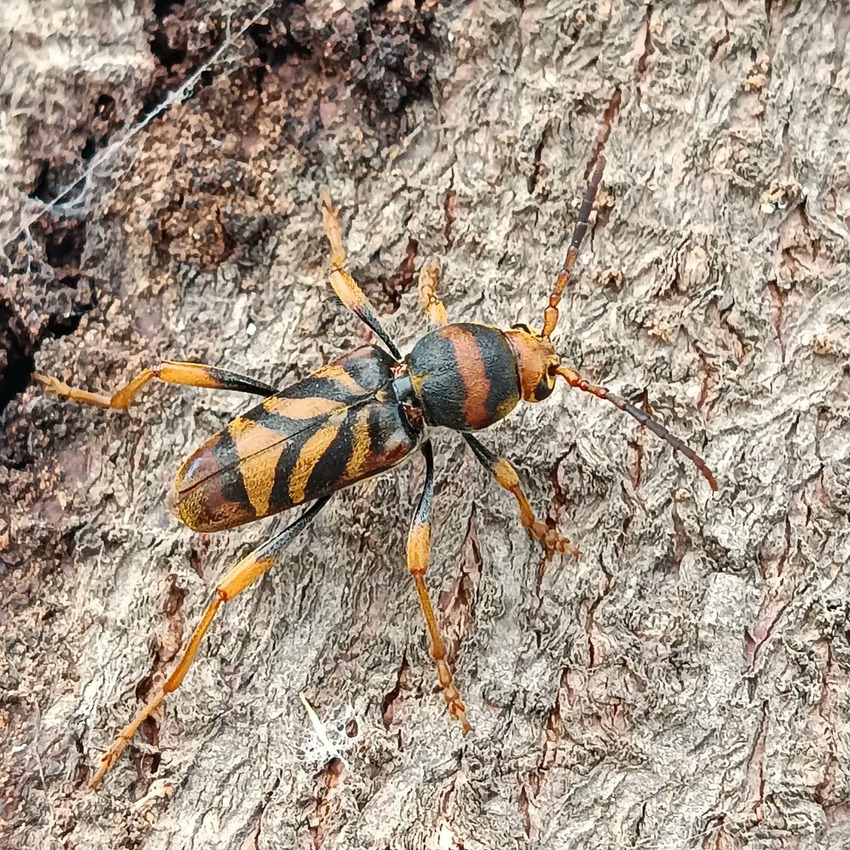 Orius_ento's tweet photo. Aquí teniu una femella i un mascle de l'escarabat vespa barrinador de les moreres #xylotrechuschinensis.
Des de maig a agost depenent de la temperatura és el moment en què surten i es poden observar els adults caminant per les moreres. 
#espèciesinvasores #gipespaisverds https://t.co/y79UErvCa5