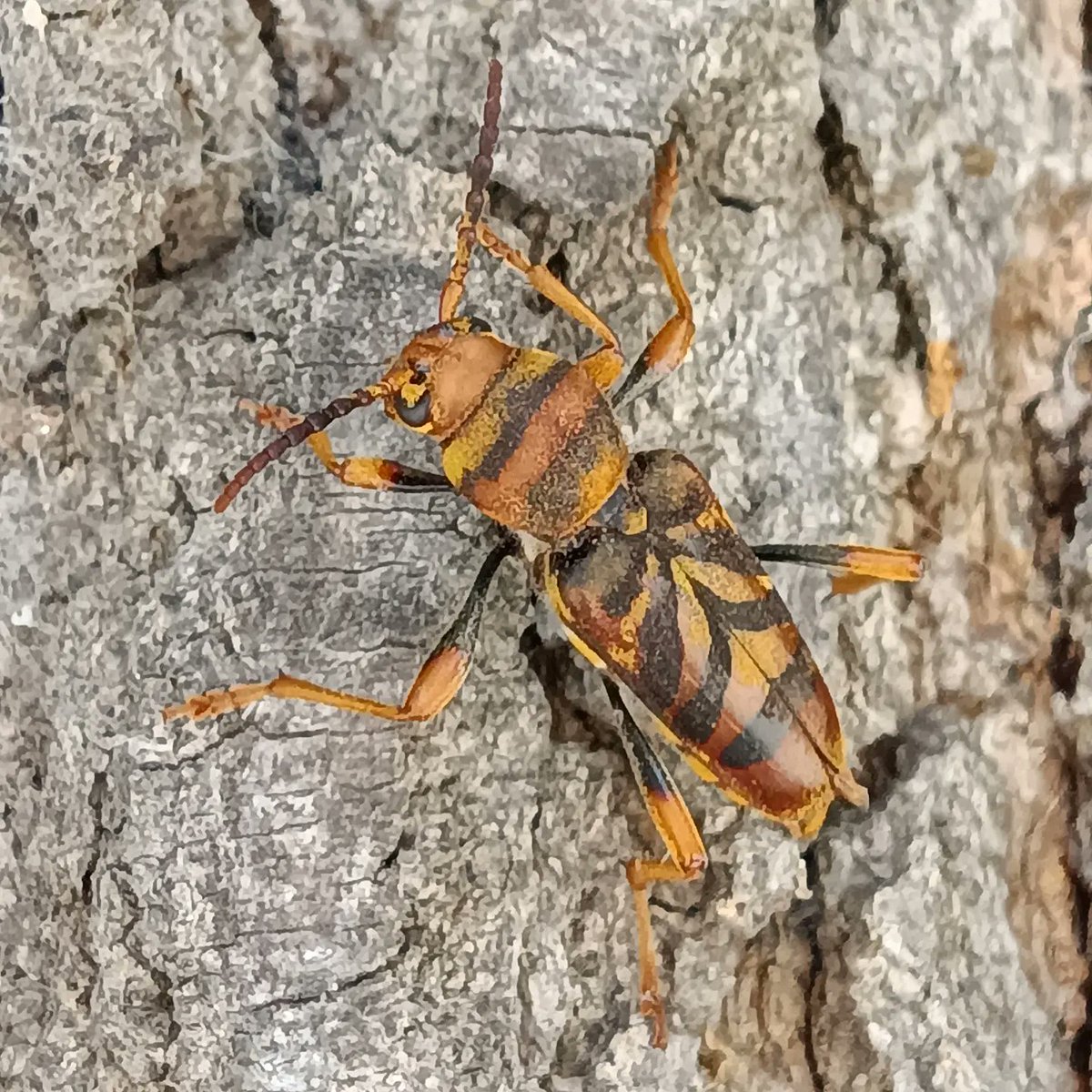 Orius_ento's tweet photo. Aquí teniu una femella i un mascle de l'escarabat vespa barrinador de les moreres #xylotrechuschinensis.
Des de maig a agost depenent de la temperatura és el moment en què surten i es poden observar els adults caminant per les moreres. 
#espèciesinvasores #gipespaisverds https://t.co/y79UErvCa5