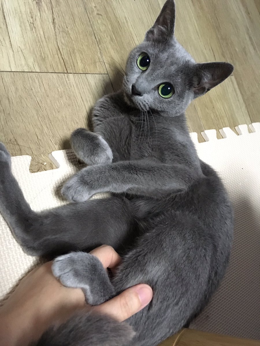 nekotasagashi's tweet photo. 猫を探すためにTwitterを使い始めたので使い方がよく分かりません。
ロシアンブルーの猫が守山区下志段味付近で迷子になりました。
#迷い猫
#守山区
#拡散希望 https://t.co/y2wXHE6Rvz