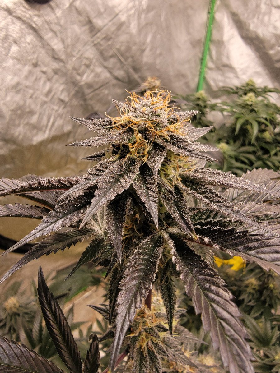 organic man cannabis co. tweet media