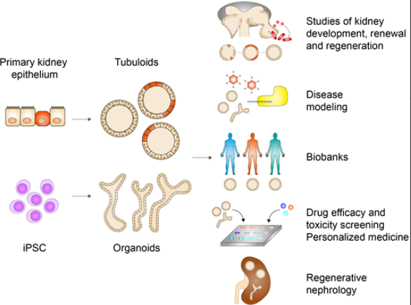 Cells_MDPI's tweet photo. "#Kidney #Organoids and #Tubuloids" from Yousef Yengej et al.
#cellsmdpi #cellbiology #pluripotentstemcells #adultstemcells
Full text: https://t.co/rLl6do8LYR https://t.co/87mYUMDHU8