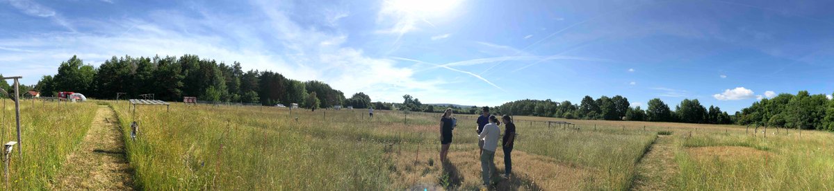 DisturbanceEco1's tweet image. We are busy like Bee, our lab started peak harvesting this week and will continue for the next several weeks #NutNet #DroughtNet #SusAlps #CoverEstimation
thanks to all students and helping hands.......