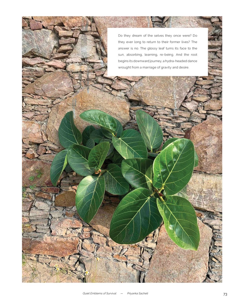 Stonecrop Review tweet media