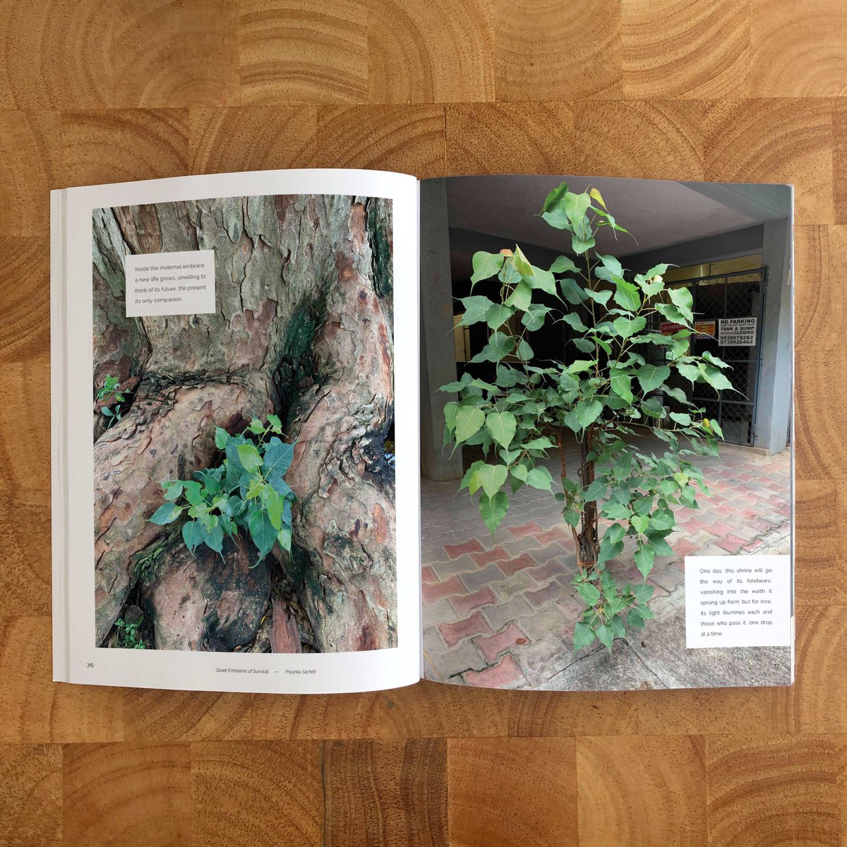 Stonecrop Review tweet media