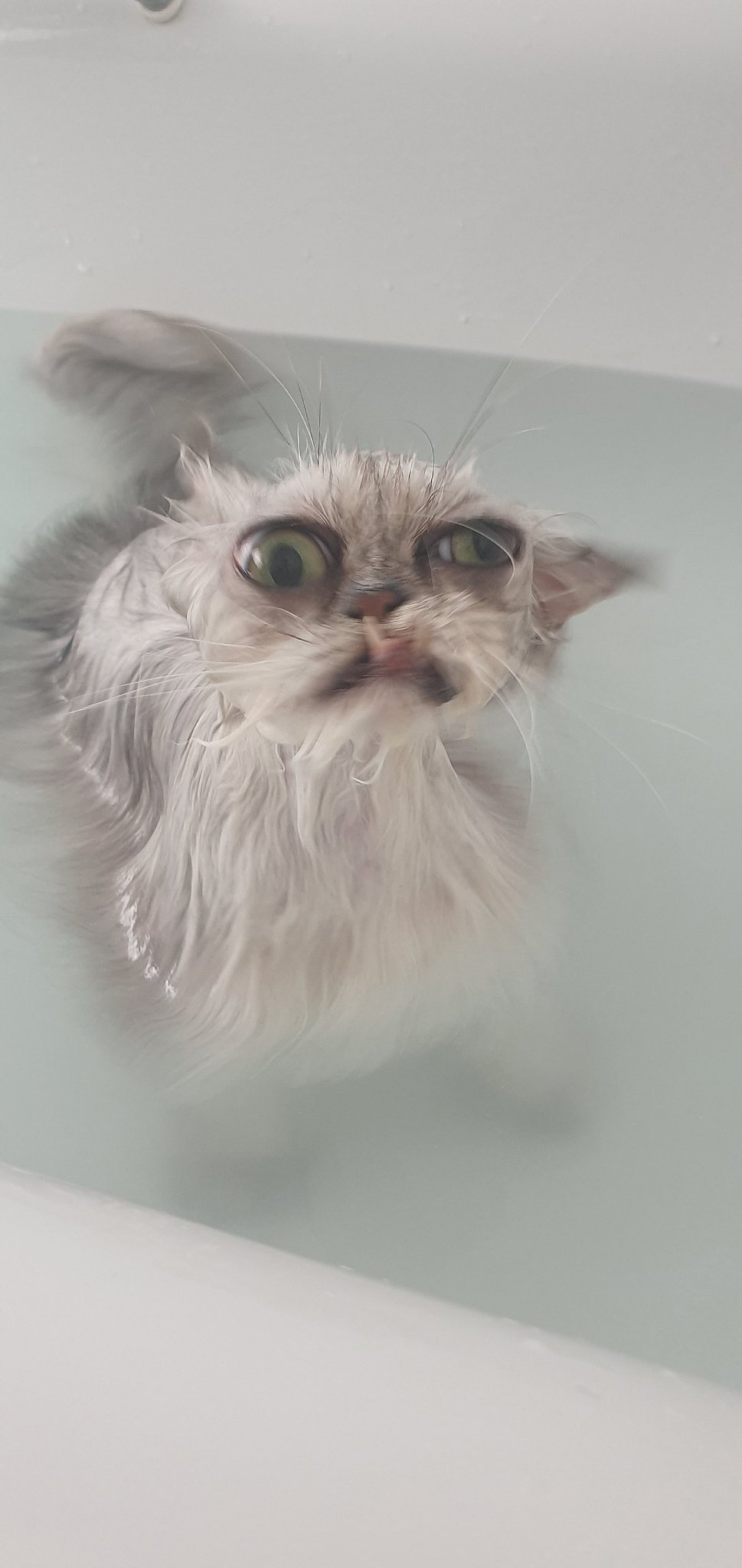 Кот уилфред
