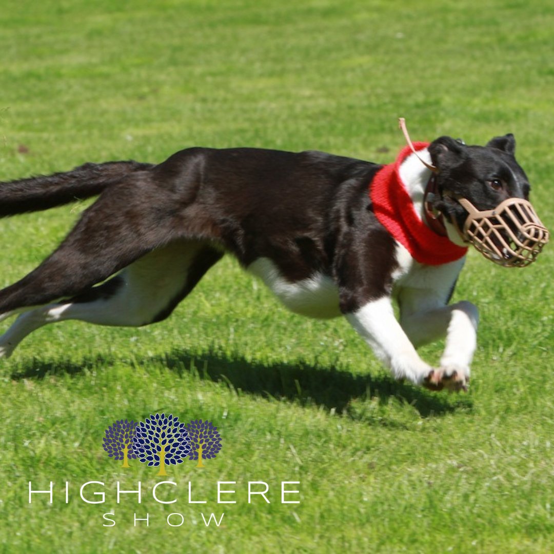 HighclereShow's tweet photo. The @CountrymansW Terrier and Lurcher events were hotly contested over the Highclere Show weekend. Check out the results here to see if you qualified for the Champion of Champions Grand Final!

https://t.co/v54MV4wlkA

 #Countryside #HighclereShow #terrier #lurcher https://t.co/M6Z6xVSUwh