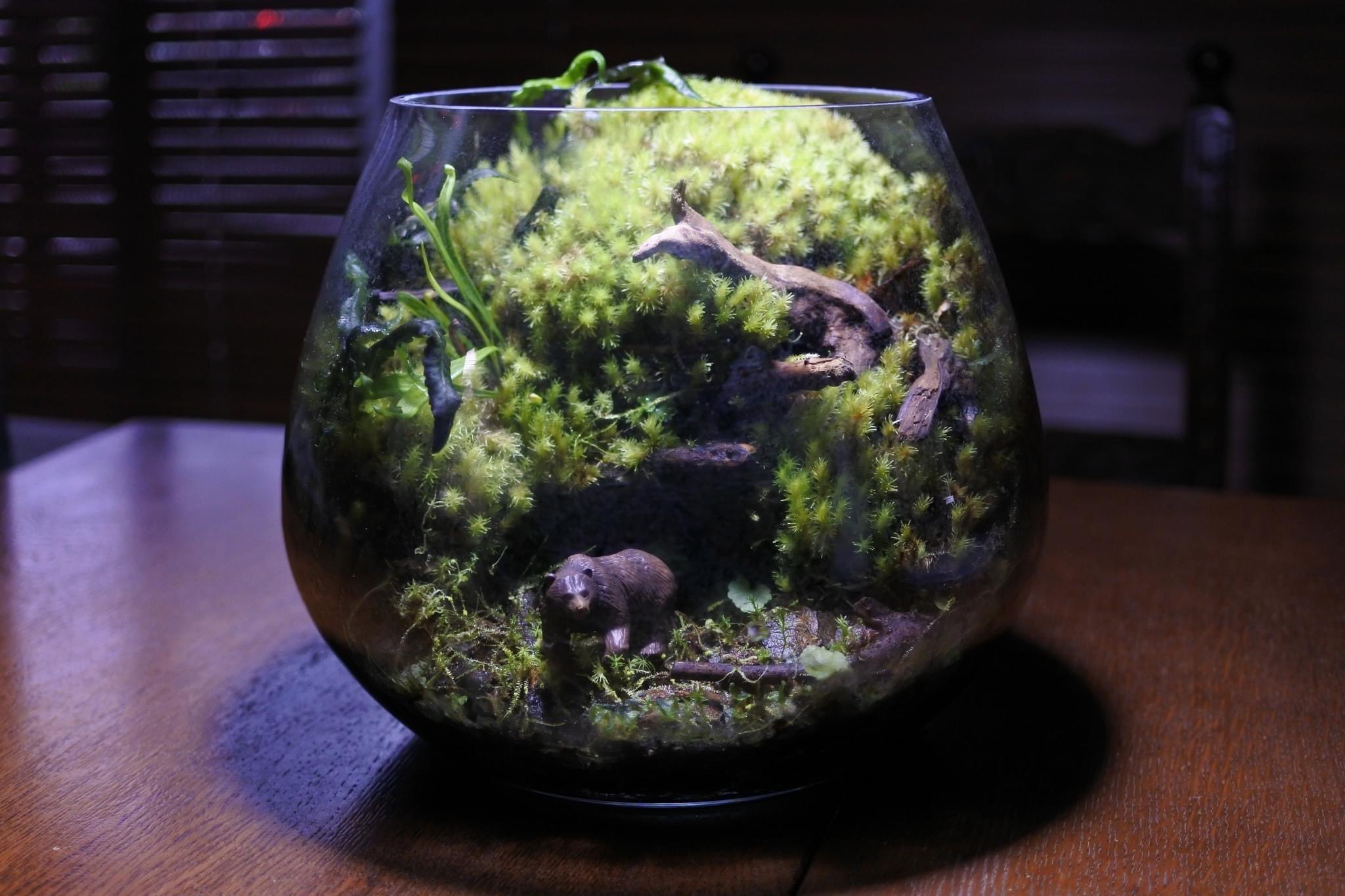 コケのインテリア コケリウム ヒグマと洞窟コケリウム コケ 苔 コケリウム 苔リウム 苔テラリウム テラリウム パルダリウム 苔盆栽 アクアリウム アクアテラリウム 苔玉 植物 シダ植物 観葉植物 園芸 ガーデニング グリーン インテリア