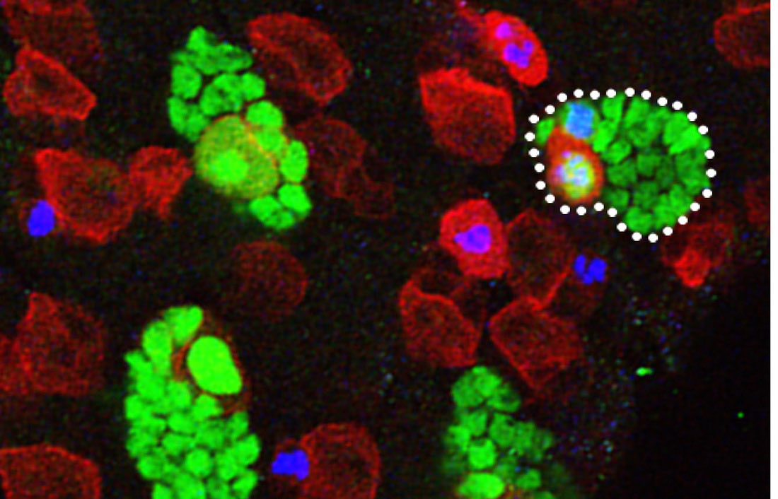 Alex Gould Lab, now only @alexgouldlab.bsky.social (@alexgouldlab) on Twitter photo Delighted to be a part of Sara Wickström’s new and growing stem cell editorial group <a href="/ScienceAdvances/">Science Advances</a>. We welcome manuscripts on all aspects of stem cell behavior and dynamics. promo.aaas.org/images/Publish…
<a href="/WickstromLab/">Wickstrom-Lab</a>
<a href="/NRivron/">Nicolas Rivron</a>
<a href="/AlexGouldLab/">Alex Gould Lab, now only @alexgouldlab.bsky.social</a> Delighted to be a part of Sara Wickström’s new and growing stem cell editorial group <a href="/ScienceAdvances/">Science Advances</a>. We welcome manuscripts on all aspects of stem cell behavior and dynamics. promo.aaas.org/images/Publish…
<a href="/WickstromLab/">Wickstrom-Lab</a>
<a href="/NRivron/">Nicolas Rivron</a>
<a href="/AlexGouldLab/">Alex Gould Lab, now only @alexgouldlab.bsky.social</a>
