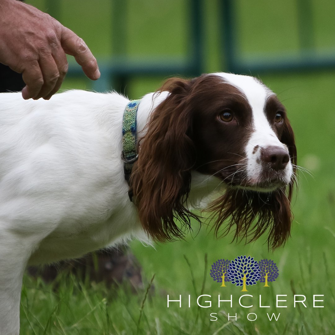 HighclereShow's tweet photo. The @BASCnews (@BASCSE) Gundog Scurries proved a stern test for our dogs and handlers. Check out the results in the link to see if your dog qualified for the Scurry League Final!

https://t.co/gW0H14PP1O

 #gundogs #familyfun #countryside https://t.co/YWPVNqGiJJ