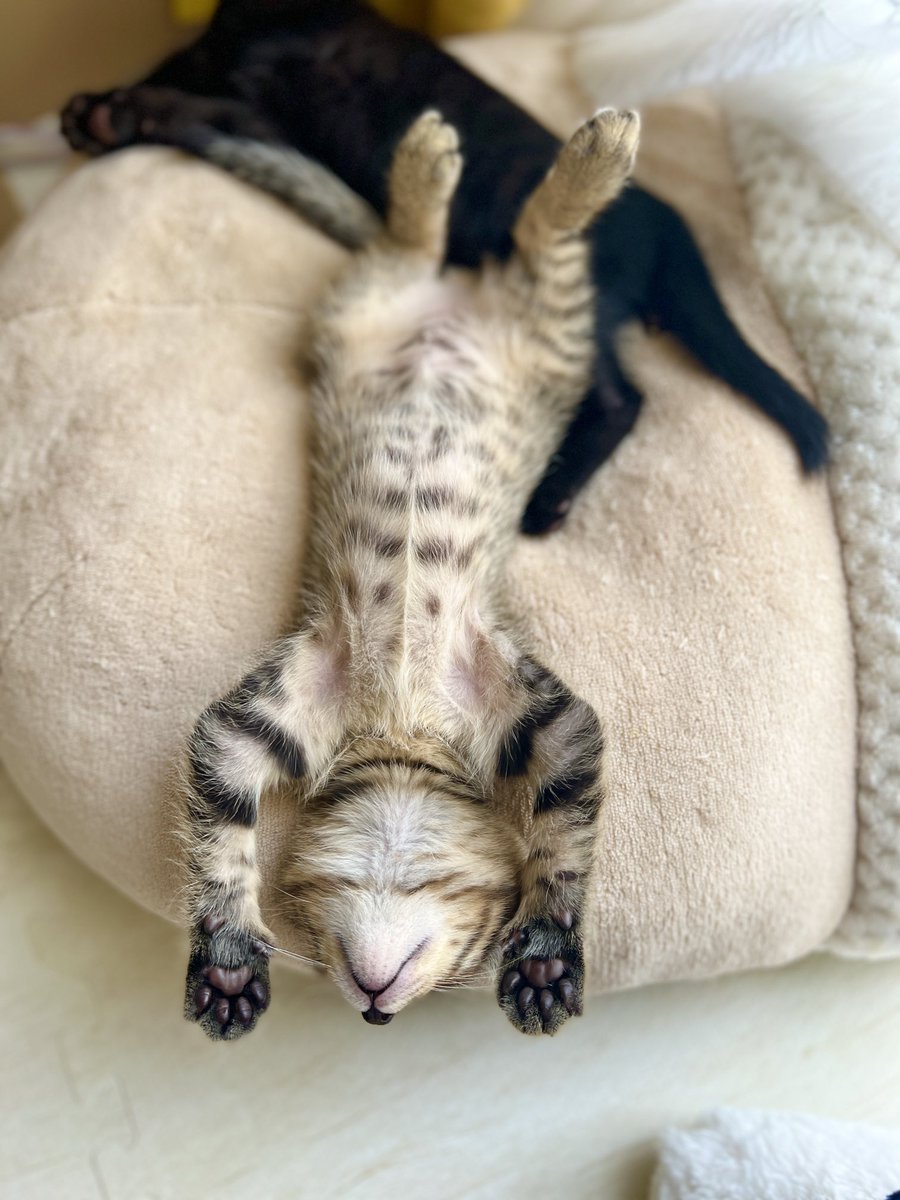 cattenjin's tweet photo. 雨の日はやる気がニャいなー💤💤

#子猫
#へそ天 https://t.co/poNbbN4xtL