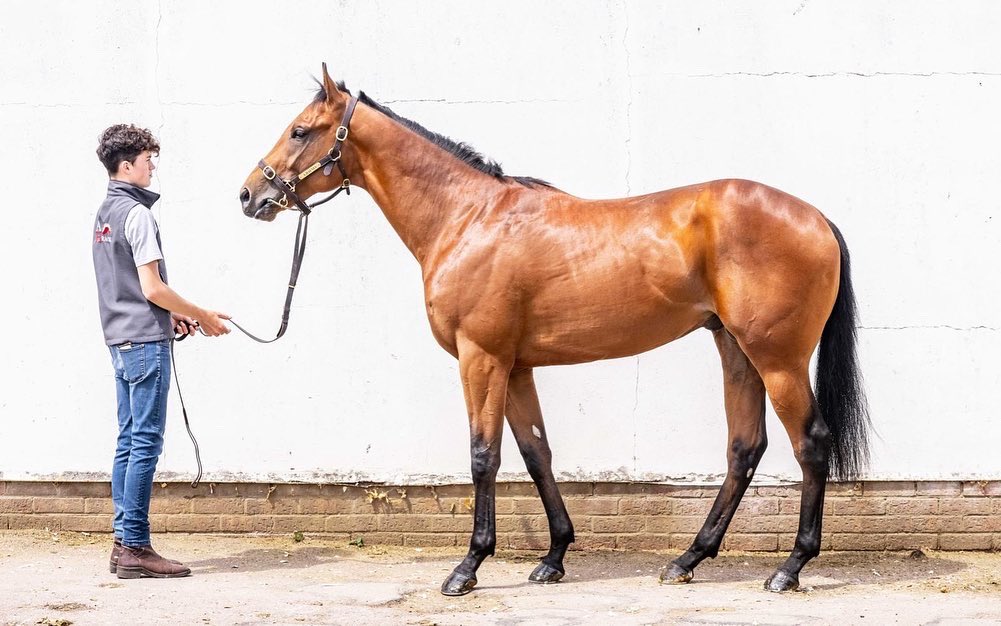ahaynesracing's tweet photo. Delighted to be heading to our first Royal Ascot. Remarkable Force runs in the Coventry Stakes. Best of luck to my team to all connections @amoracingltd @omnihorse_NFT π€ππΌβ¨
#AHaynesRacing #Colourpin #AmoRacing #RoyalAscot https://t.co/1pOeHvViNk