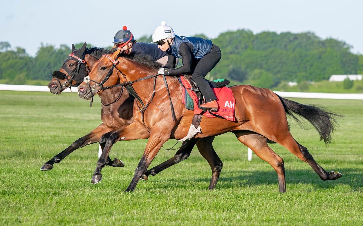 ahaynesracing's tweet photo. Delighted to be heading to our first Royal Ascot. Remarkable Force runs in the Coventry Stakes. Best of luck to my team to all connections @amoracingltd @omnihorse_NFT π€ππΌβ¨
#AHaynesRacing #Colourpin #AmoRacing #RoyalAscot https://t.co/1pOeHvViNk