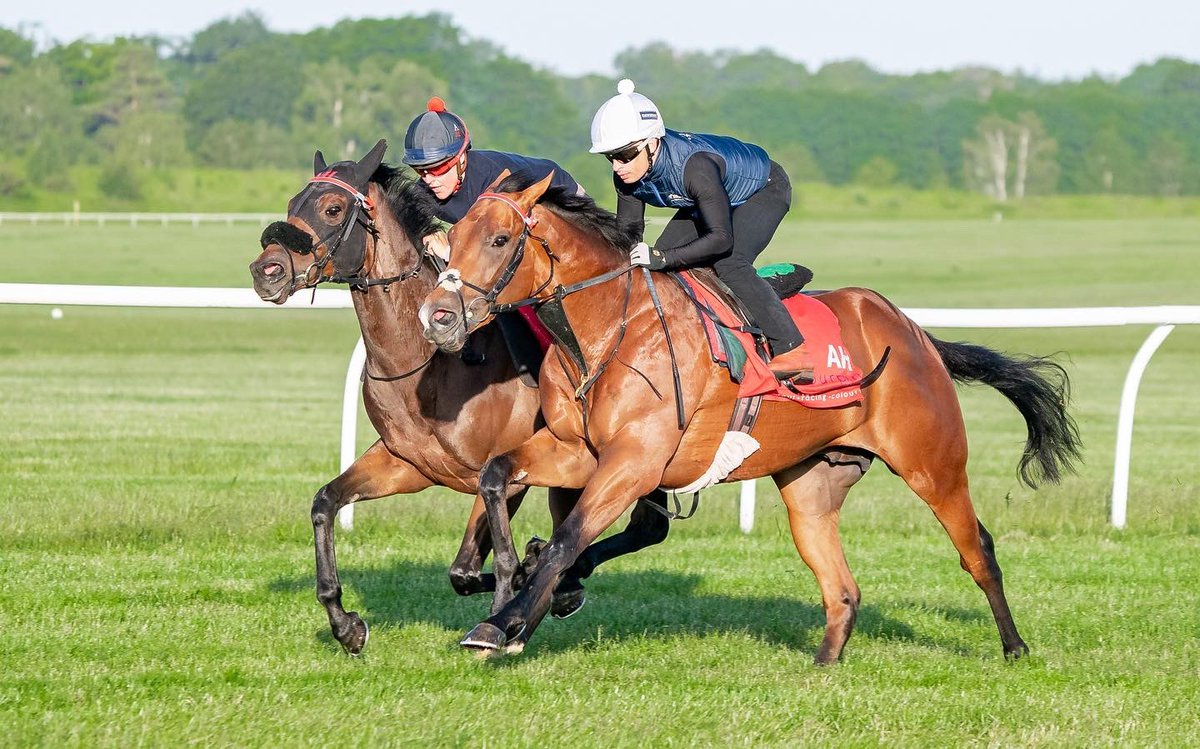 ahaynesracing's tweet photo. Delighted to be heading to our first Royal Ascot. Remarkable Force runs in the Coventry Stakes. Best of luck to my team to all connections @amoracingltd @omnihorse_NFT π€ππΌβ¨
#AHaynesRacing #Colourpin #AmoRacing #RoyalAscot https://t.co/1pOeHvViNk