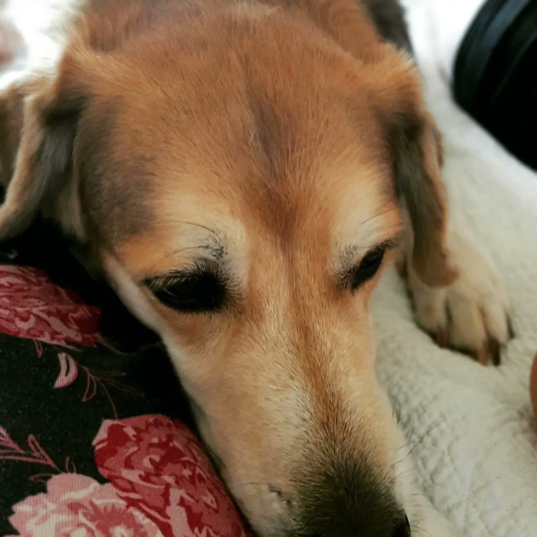 Its a good day when you're woken up by this face ❤ #OsitoValentine