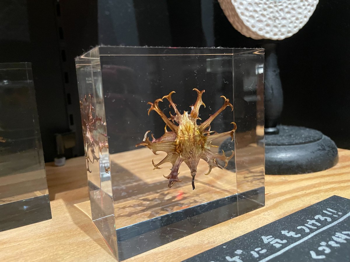 ライオンゴロシ/Harpagophytum procumbens】 ゴマ科の植物の一種。動物