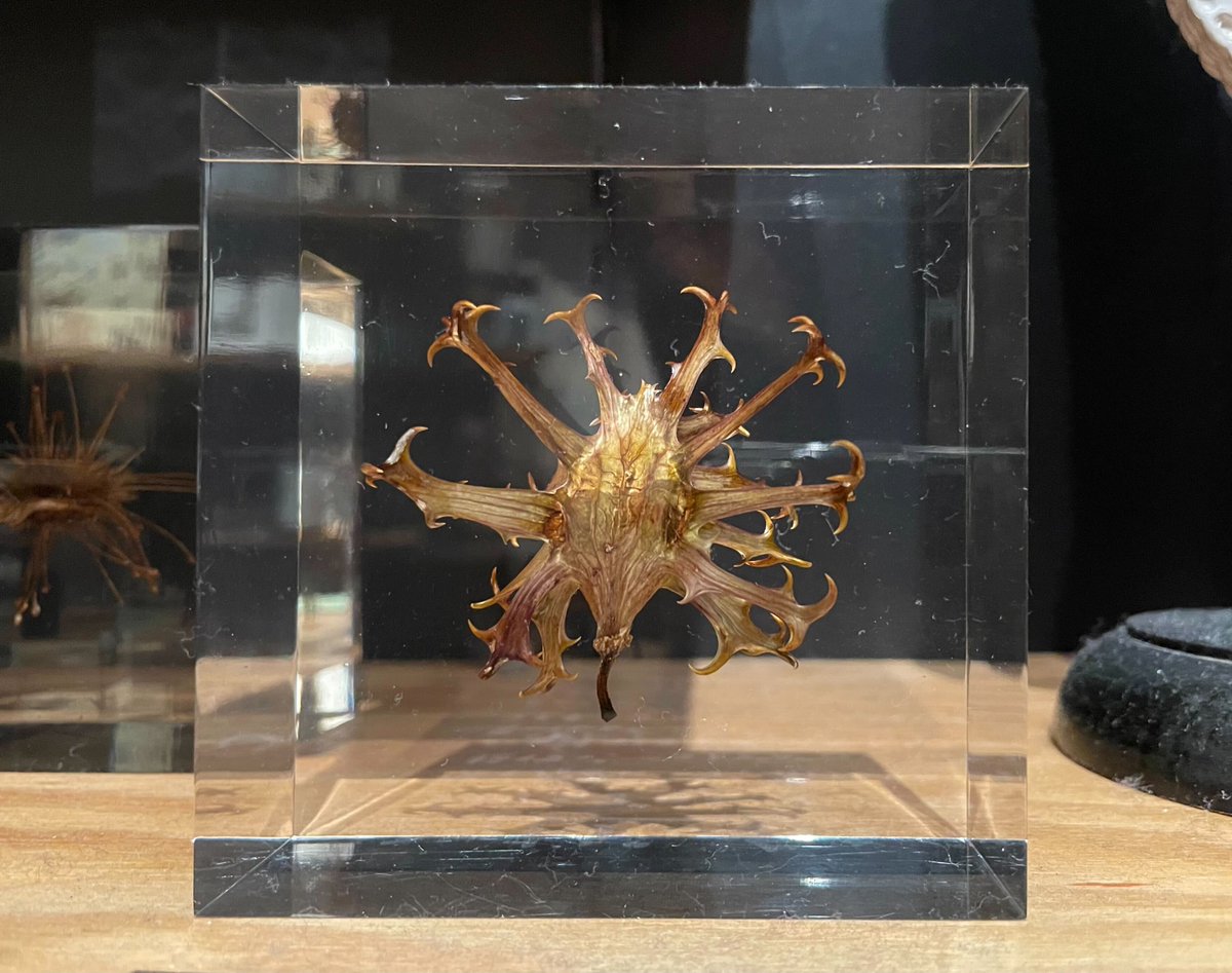 ライオンゴロシ/Harpagophytum procumbens】 ゴマ科の植物の一種。動物