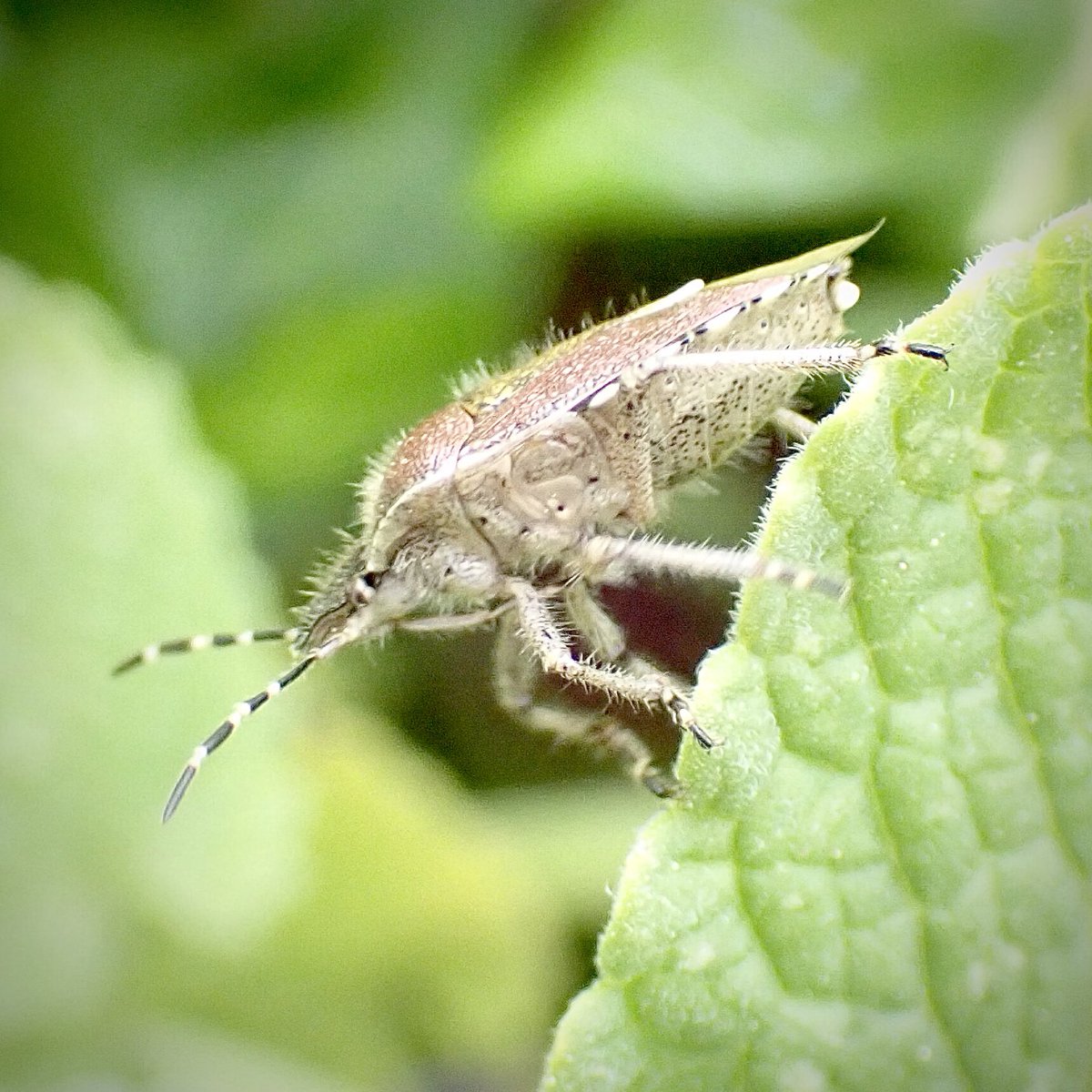 Penny4It's tweet photo. Here’s a Hairy Shieldbug to start your day. #NORTHUMBERLAND #shieldbug #invertibrates #insects #biodiversity #nature https://t.co/Z7Zqqy5jjq