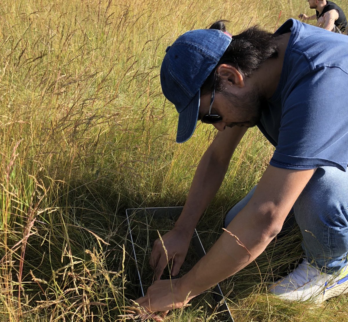 TheFlwrSearcher's tweet image. Busy like #bee #nutnet harvesting the biomass production differetnt plants......