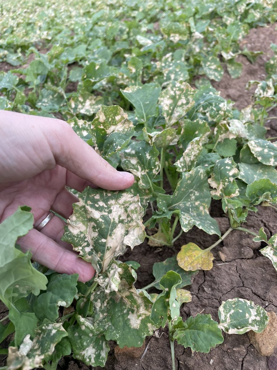 Matt Witney tweet media