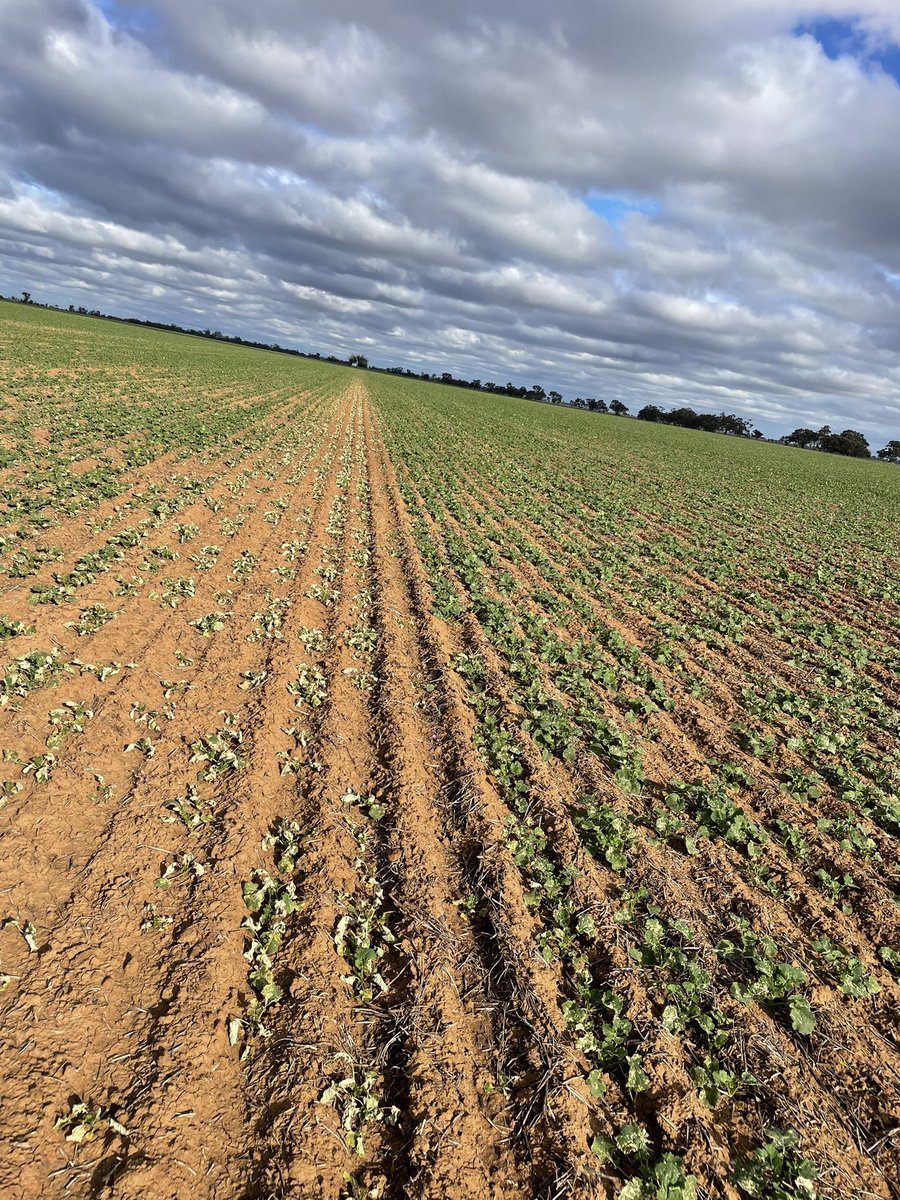 Matt Witney tweet media