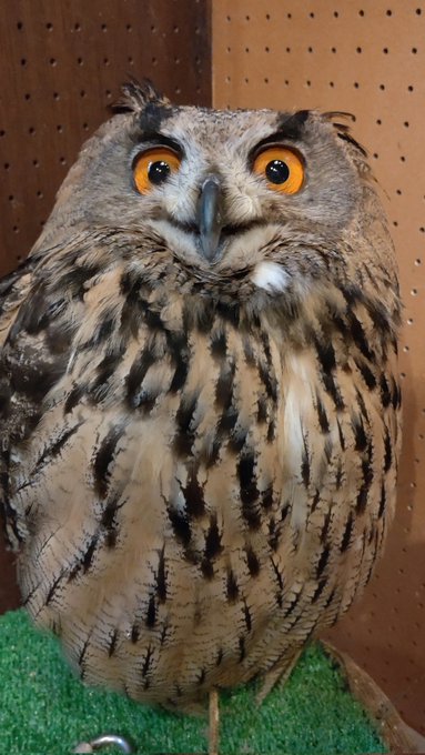 顔が最高すぎる.... 