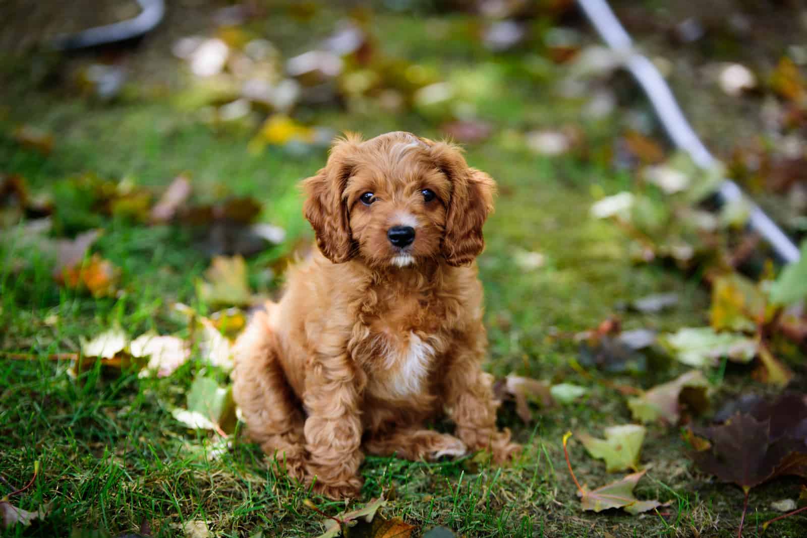 Cavapoo Maryland
