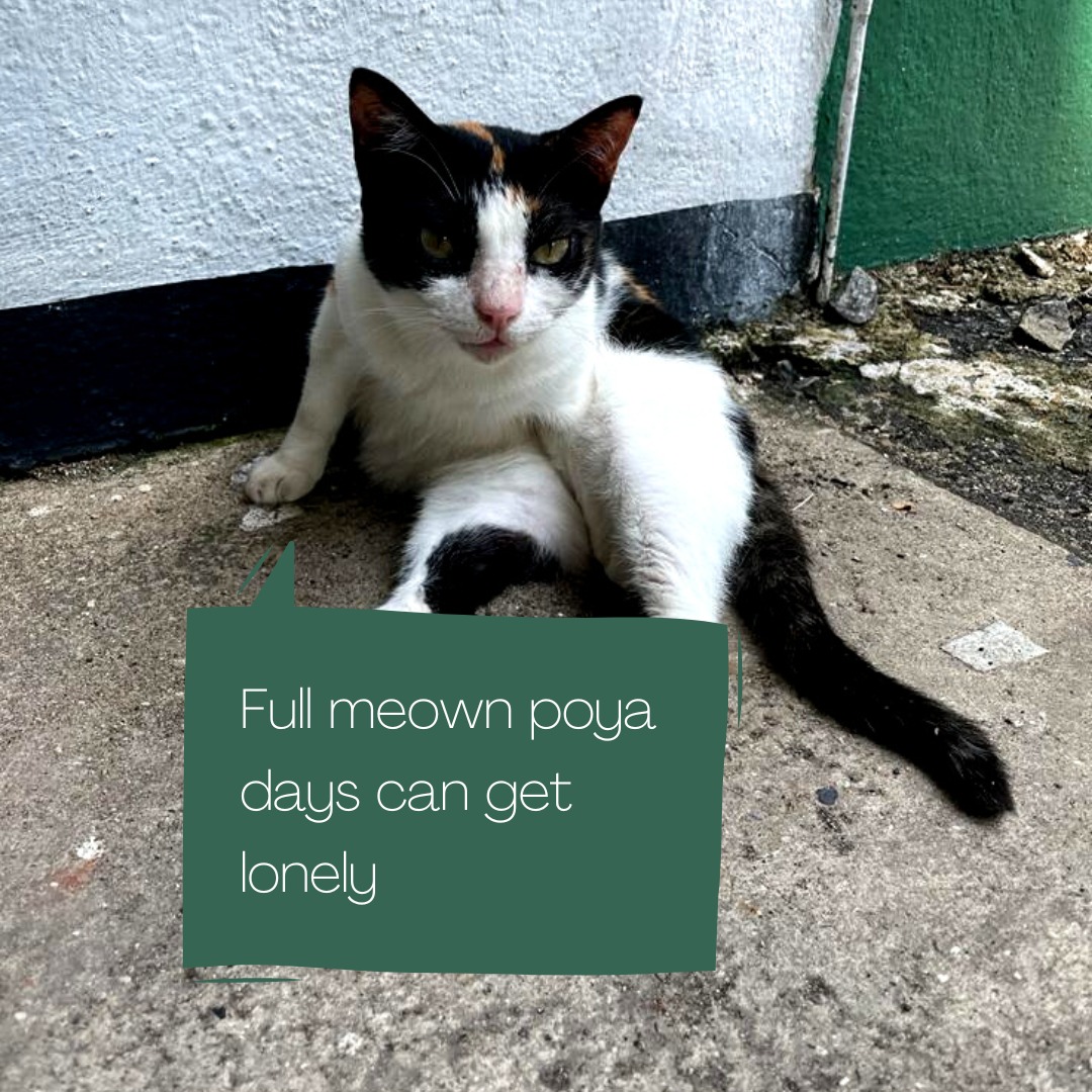 BeatriceCatto's tweet photo. Don't let my boredom stop you from enjoying your Pawson holiday

#CatsOnTwitter #cats #CatsLover #SriLanka #posonpoya #posonpoyaday #poson #poya https://t.co/IUsWURGOfb