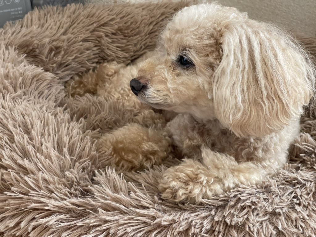 tsuboi_dai's tweet photo. 仕事中の癒し🐩❣️
デスクの横でまったりしてる🤣
#なごたん #とっくん #トイプードル #トイプードルのいる暮らし #仕事中の癒し #笑顔のループ #感謝の気持ち #wasavi #wasavicoffee #看板犬 https://t.co/BOV2GFSi6p