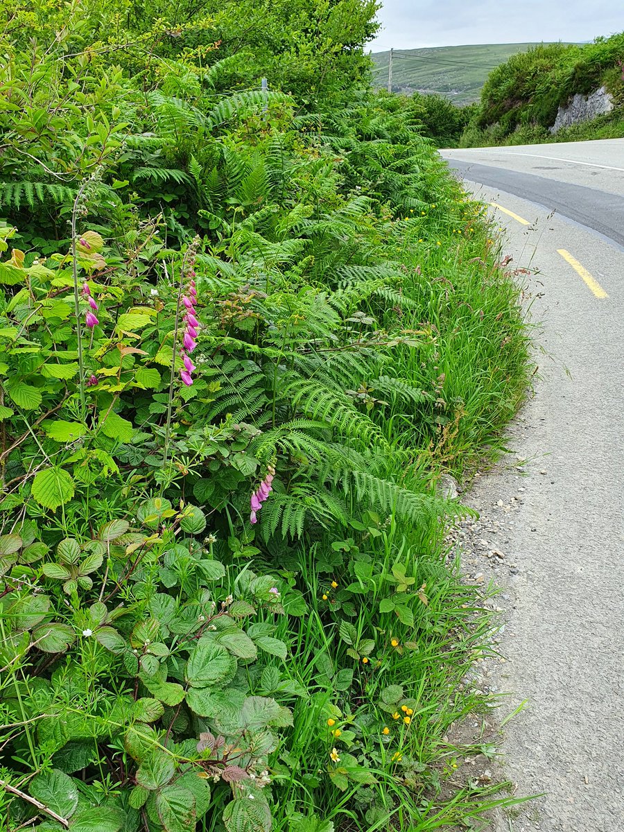 Yesterday near Glenflesk, Kerry: another roadside bank annihilated with herbicide. In contrast my own place, bursting with wildflowers, pollinators and other life. We're in the midst of a global mass extinction event. Our relentless and suicidal war on nature has to stop.