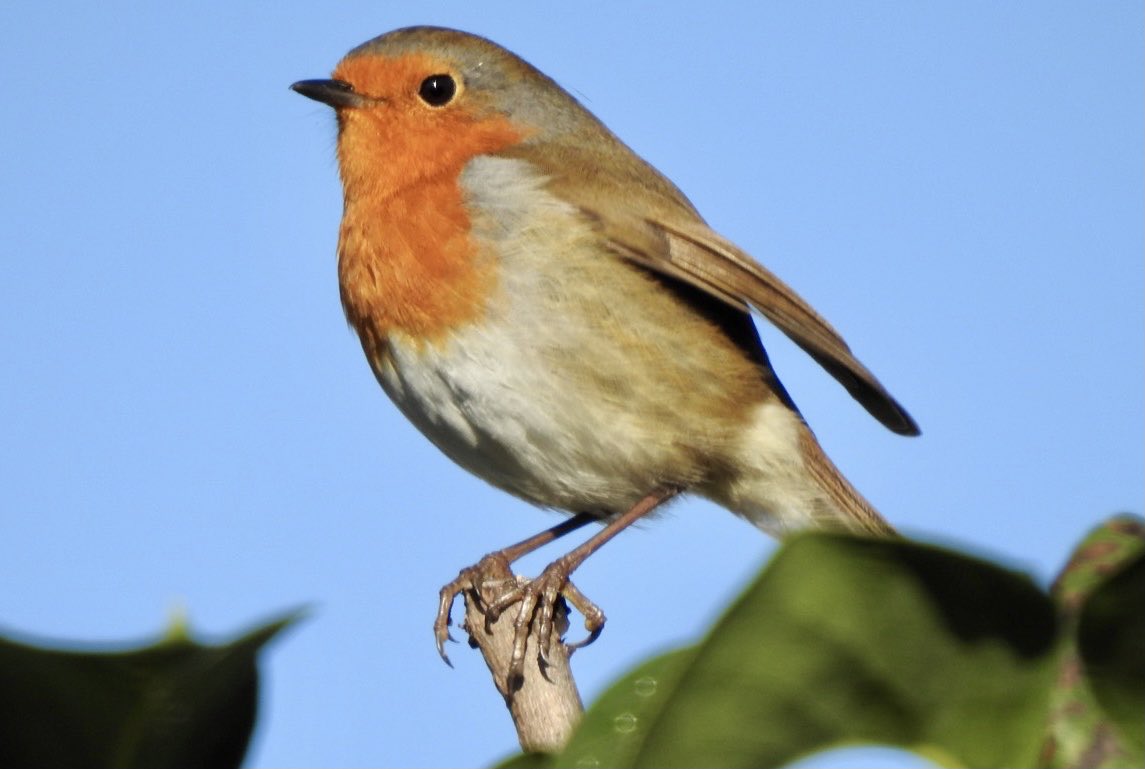 A Robin. #TwitterNatureCommunity #VitaminN