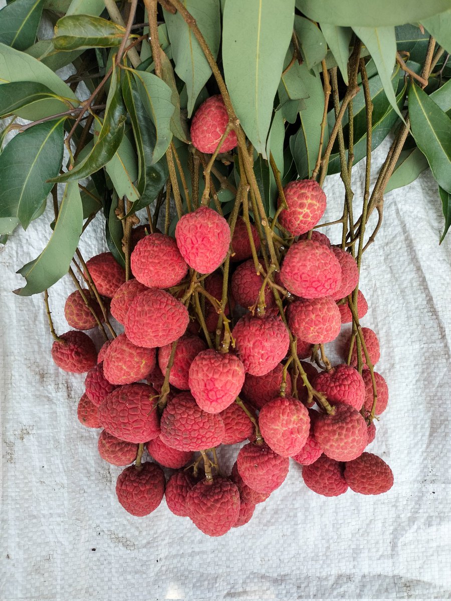 sayan_deori's tweet photo. It's raining Litchis in #Tezpur
The famous #GItagged #Tezpurlitchis
We should promote eating local fruits and vegetables.
#Lithis
#GItag
#Assam
#NorthEast
@FAO https://t.co/19DASwSfFB